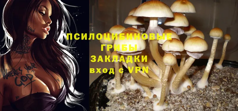 Псилоцибиновые грибы Psilocybine cubensis  Починок 